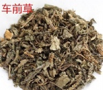 车前草