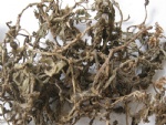 垂盆草