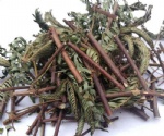 含羞草